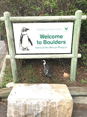 penguins boulders